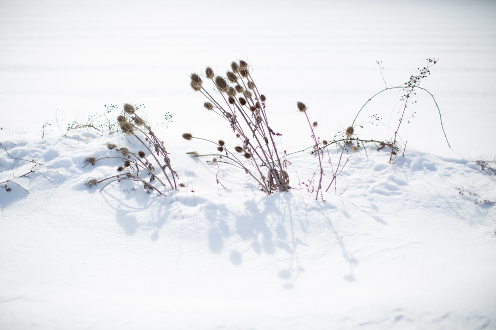 Michele Catena - Snowed Frozen Flowers
