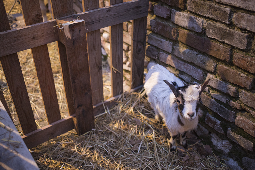 Michele Catena Photography - Presepe Sarnano 2017 Animal Little Goat Christmas Italy Nativity Scene
